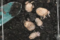Grow Potatoes at Home: A Complete Guide to Planting and Harvesting