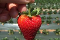 Standing Out in the Field: Strategies to Excel in Agriculture