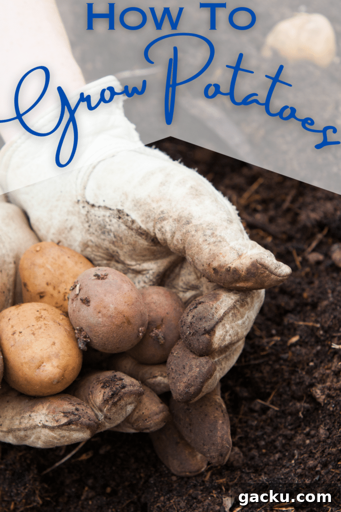 Grow Potatoes at Home: A Complete Guide to Planting and Harvesting 2 potato seeds in dirt and work gloves with text
