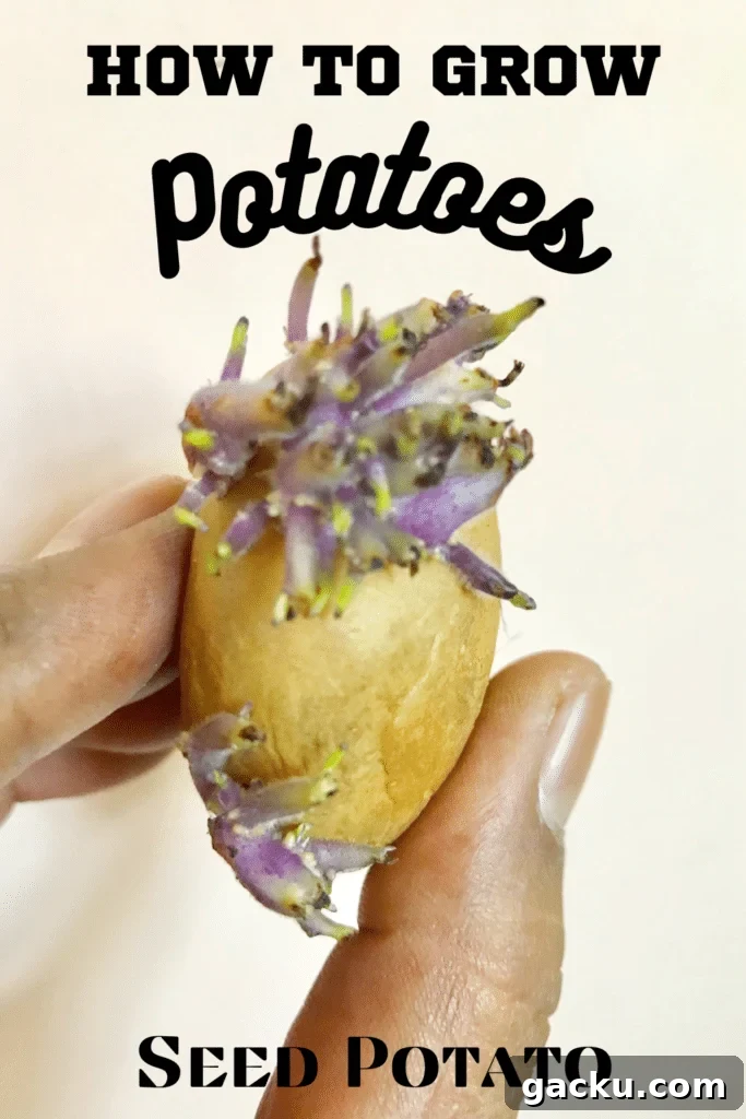 Grow Potatoes at Home: A Complete Guide to Planting and Harvesting 4 seed potato with text