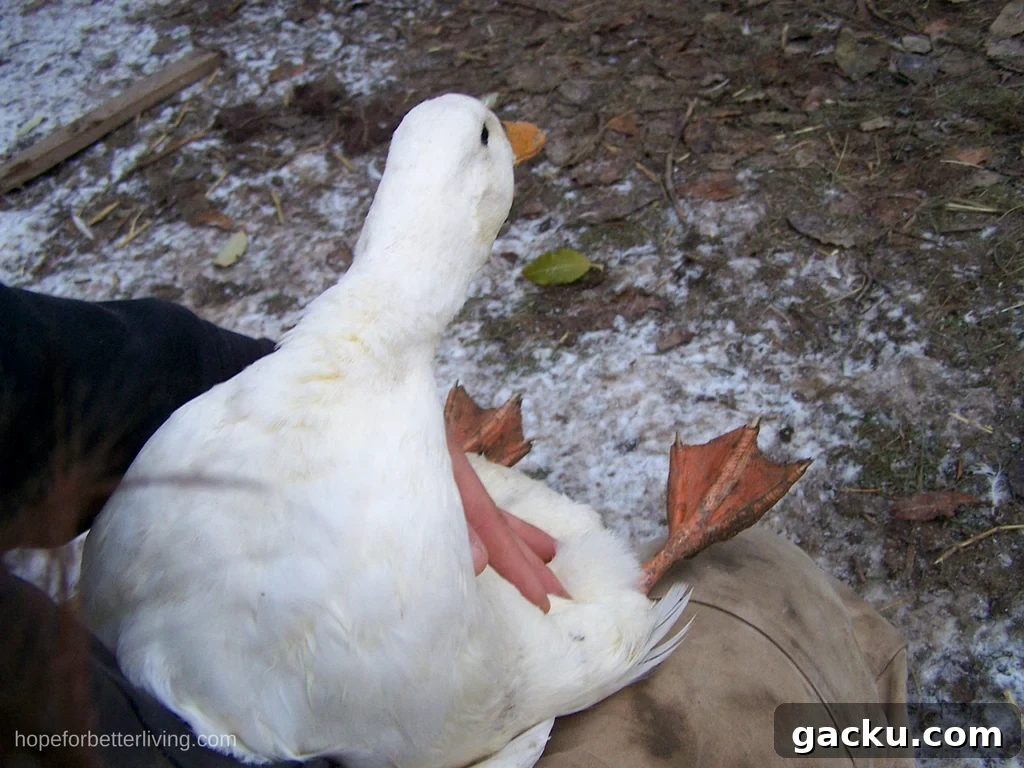 wondering if your hen is laying? Here's how you can tell!