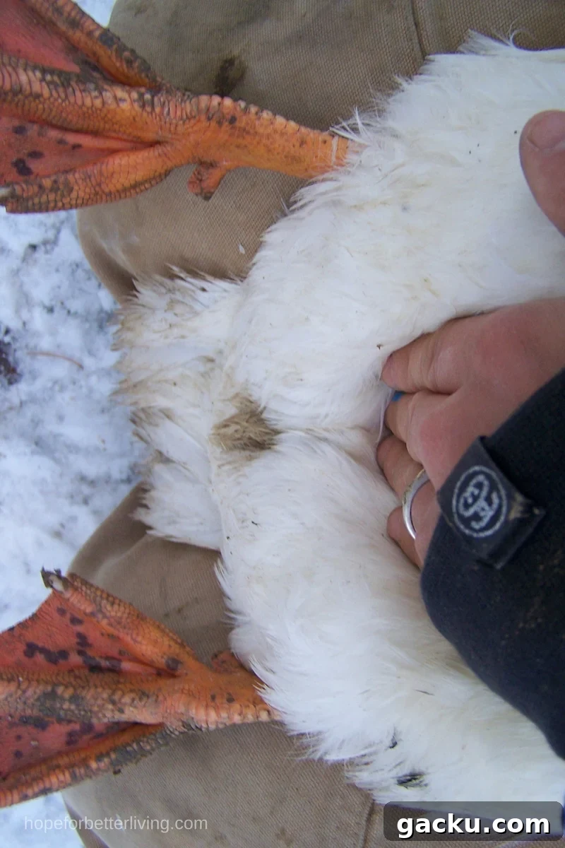 Here's how you can tell if a duck is laying!