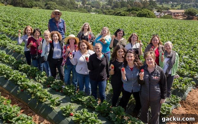A visit to a Watsonville Strawberry Farm with the California Strawberry Commission