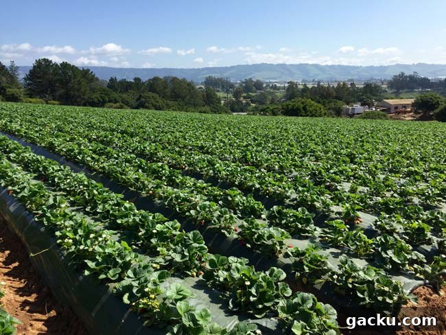 Field view at Ramos Farms